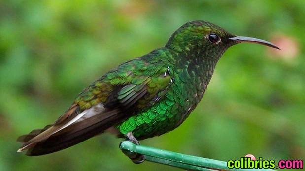 Colibri