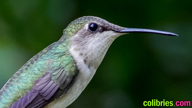 Colibrí en el bosque