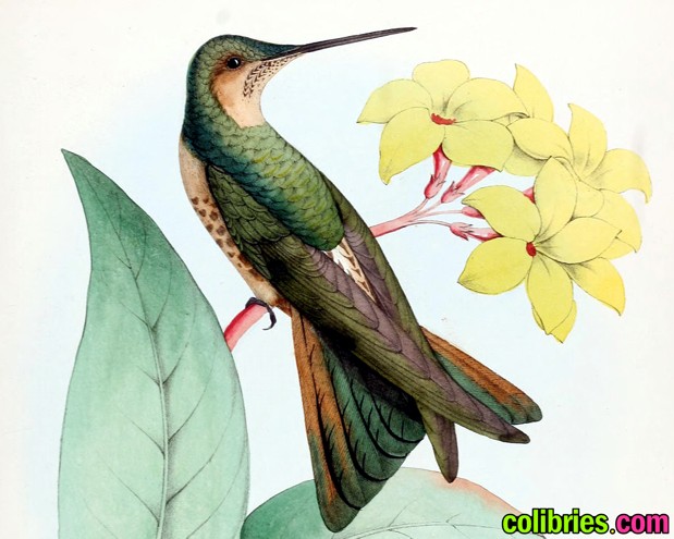 Colibrí gigante