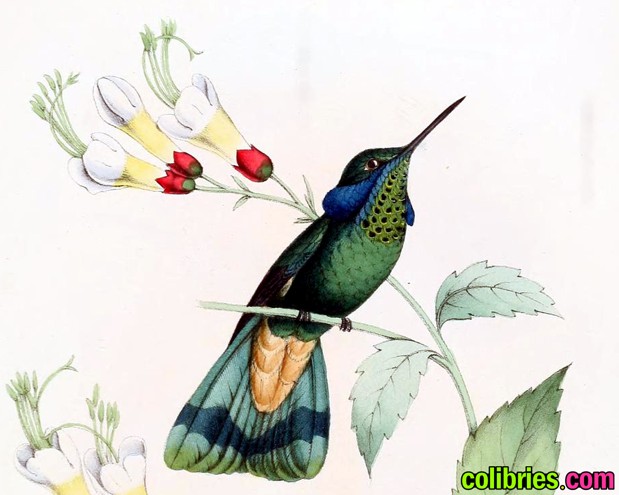 Colibrí orejiazul