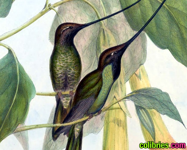 Colibrí picoespada