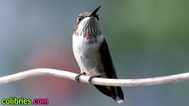 Colibrí sobre una rama