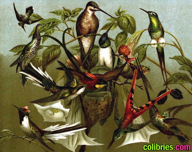 Colibríes