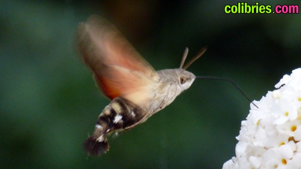 Esfinge colibrí (Colibrí polilla)