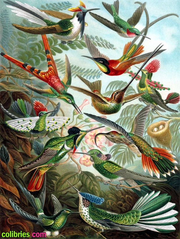 Tipos de colibríes